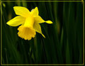 Mellow Yellow