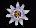 Passion Flower