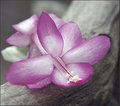 Easter Cactus