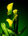 Cala lily