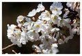 Cherry Blossoms