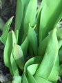 Early Tulips