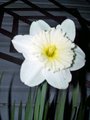 Daffodil in the Dark