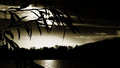 Tree Silhouettes with Basic Nutrient Sources: Water, Sun, Atmosphere, Earth (Mountain on right)