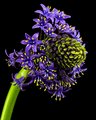 Scilla