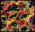 Succulents