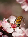 the plum blossoms 