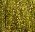 Willow Curtain