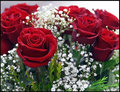 Red Roses and White Surroundings