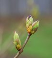 Lilac Buds