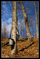 Spring in the Vermont Sugarbush