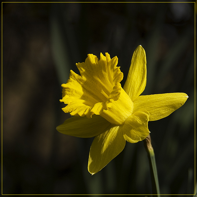 Harbinger of Spring...