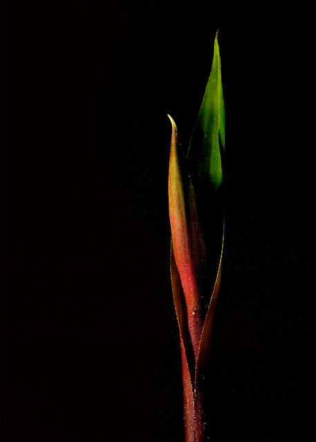 Bromeliad
