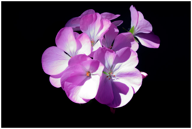 Pellargonium
