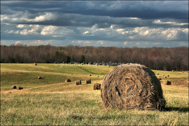 Grow -> Cut -> Bale -> . . . repeat