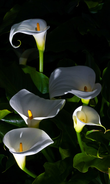 Seeing flowers in a diffrent light!