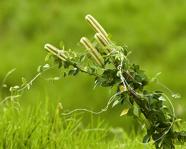 Just Some Weeds