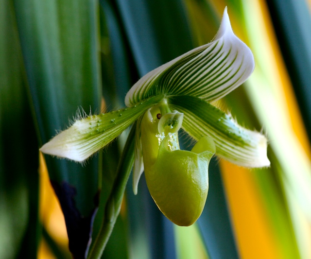 Paphiopedilum Luna Moth X Maudiae 'Clair de Lune' 
