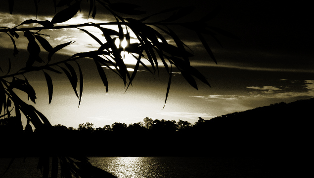 Tree Silhouettes with Basic Nutrient Sources: Water, Sun, Atmosphere, Earth (Mountain on right)