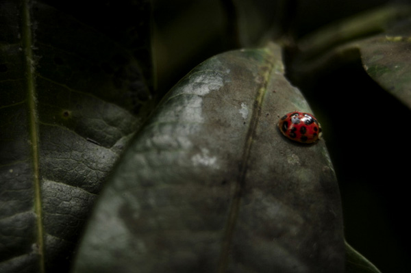 Lady Bug Ecosystem 