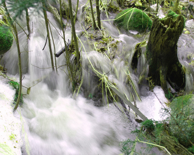 Watering the moss