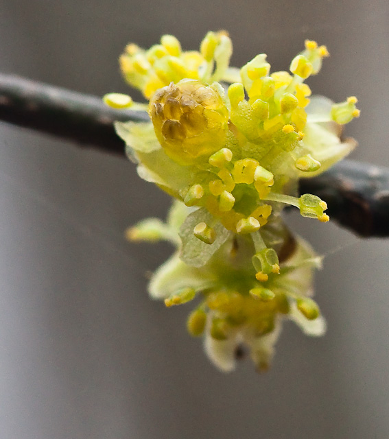 Spicebush (Lindera benzoin)