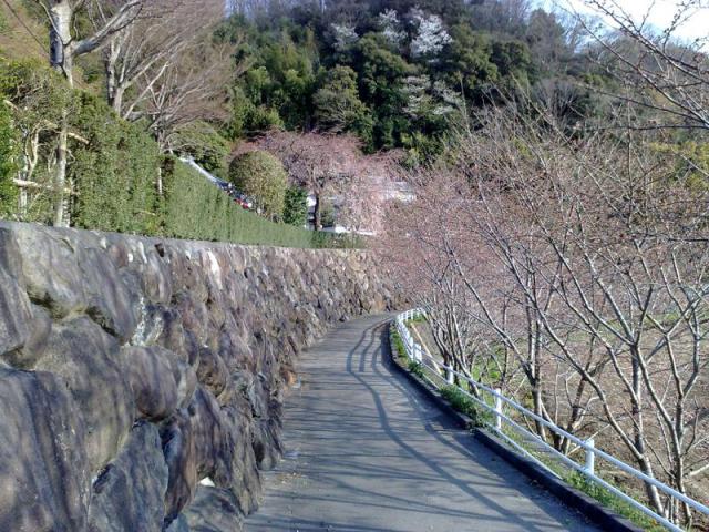 Sakura starting too bloom!!