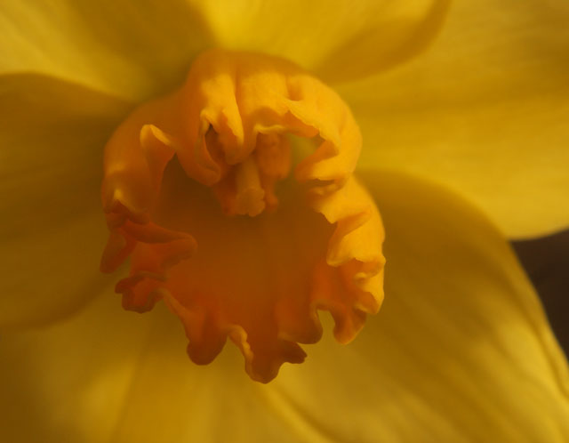 Daffodil