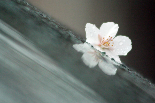 Bradford Pear meets Windshield