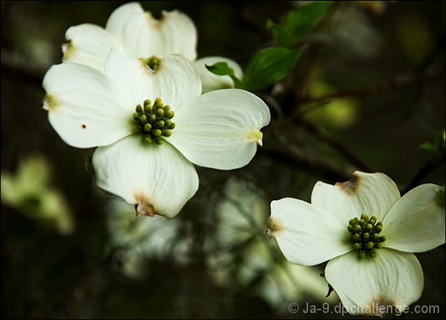 ~ Southern Dogwood ~