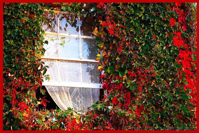 Window in Autumn