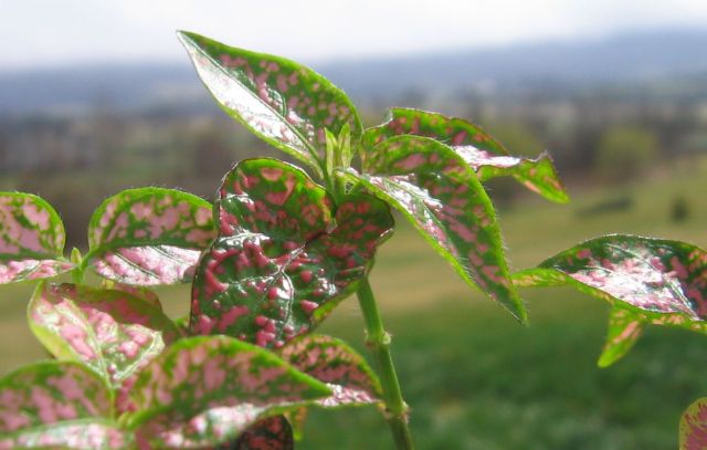 Pink Spotted Plant