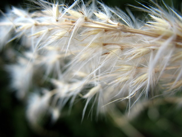 Winter Grass In The Spring