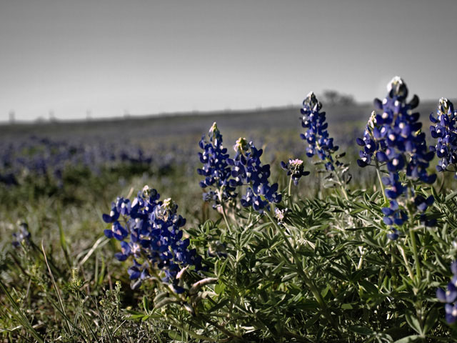 Texas Bluebonnets