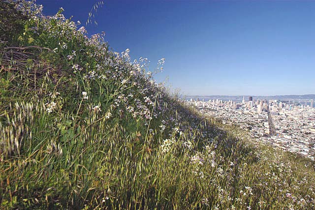 Urban Wildflowers