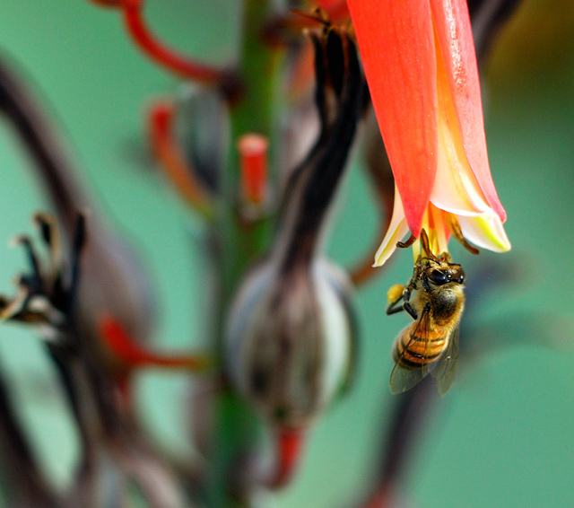 Bee Happy!