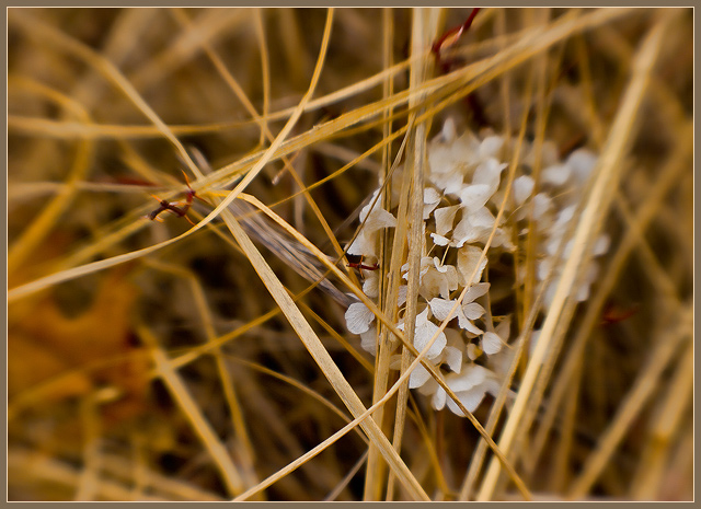 Dune Grass & Hydrangea