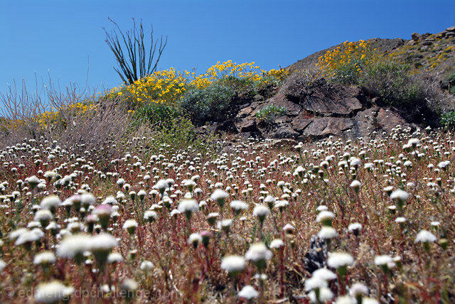 Desert in Bloom