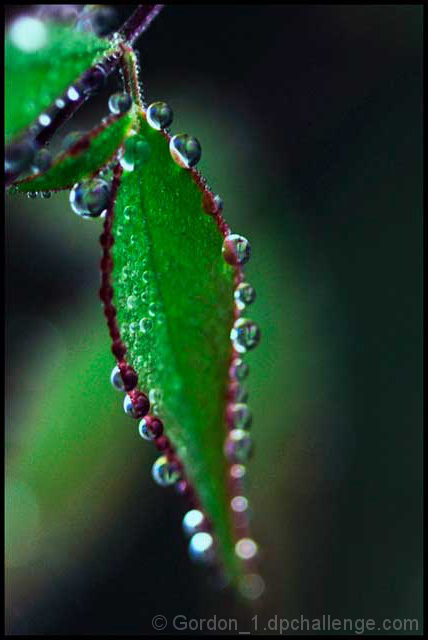 Morning Dew