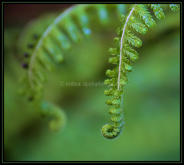 Unfurling Frond 