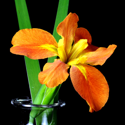 Copper Iris