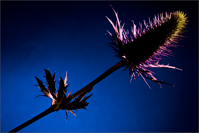 Peaking Beauty