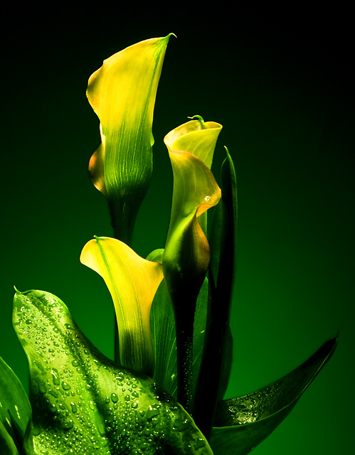 Cala lily