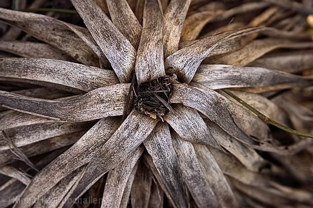 Dead Flora