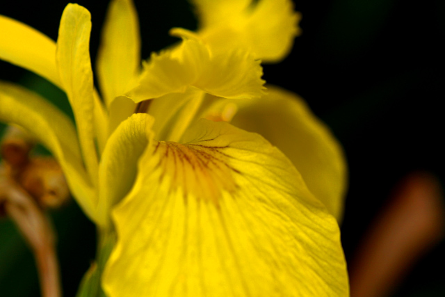 Yellow Iris