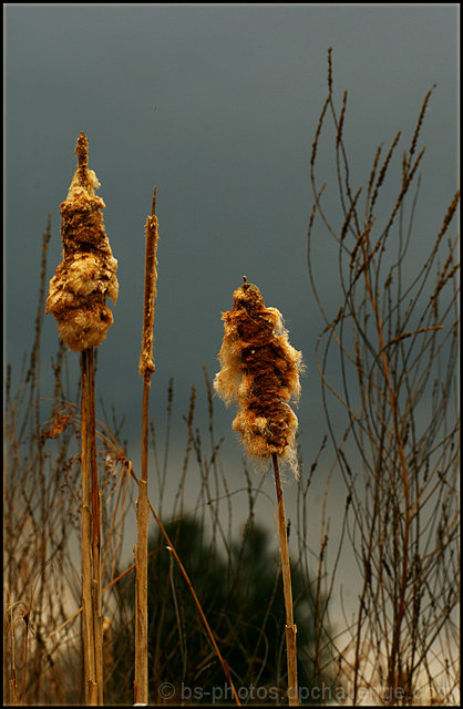 Cattails