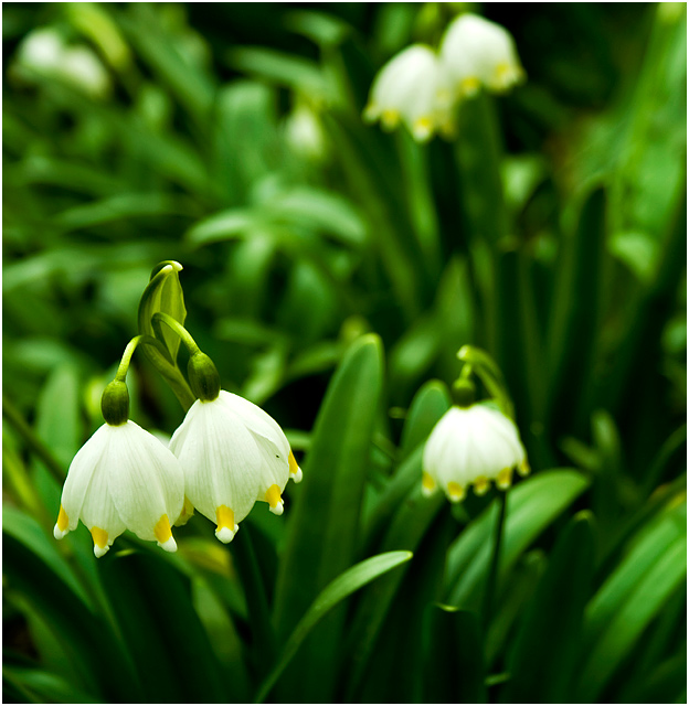Leucojum vernum