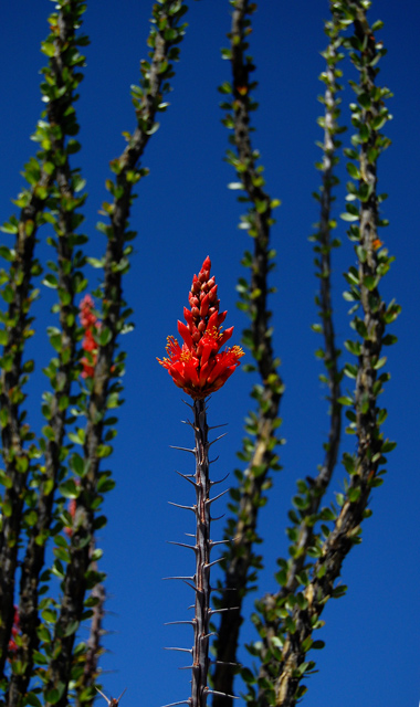 Desert Flame