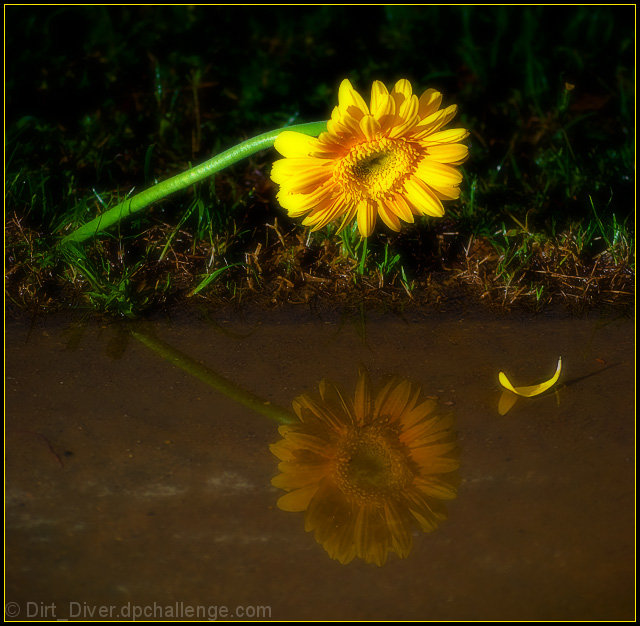 "Hello again my yellow beauty"