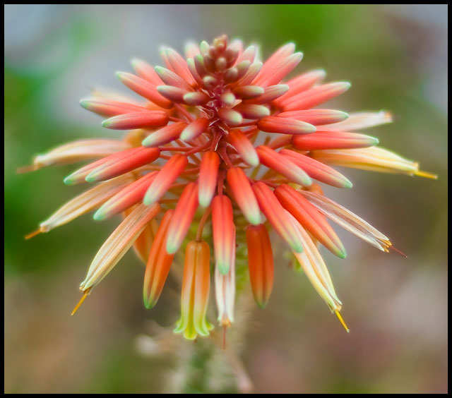 Fireworks (Aloe)